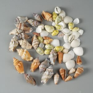 Shells Assorted - 15g
